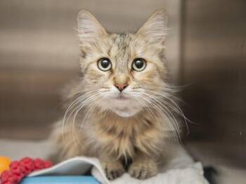 Domestic Long Hair Cats Available for Adoption in Phoenix, Arizona - MAINE | PetCurious