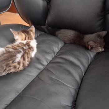 Bobbi -  Domestic Short Hair Cat for Adoption in Harrisonburg, Virginia - Bobbi | PetCurious