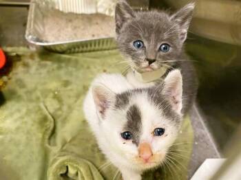 TUXEDO SAM -  Domestic Short Hair Cat for Adoption in Tustin, California - TUXEDO SAM | PetCurious