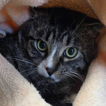 Domestic Short Hair Cats Available for Adoption in Council Bluffs, Iowa - Kronk | PetCurious