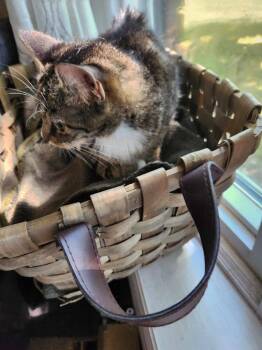 Millie -  Domestic Short Hair Cat for Adoption in Cromwell, Kentucky - Millie | PetCurious
