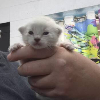 Foo Foo -  Domestic Short Hair Cat for Adoption in Ardmore, Oklahoma - Foo Foo | PetCurious