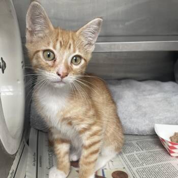 Tango -  Domestic Short Hair Cat for Adoption in Hawthorne, California - Tango | PetCurious