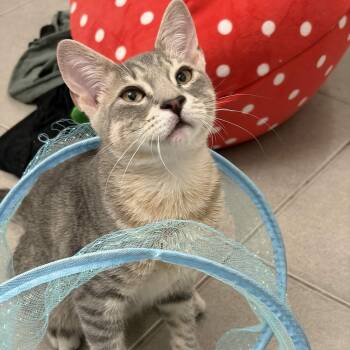 Samwise (Sammy) -  Domestic Short Hair Cat for Adoption in Weehawken Township, New Jersey - Samwise (Sammy) | PetCurious