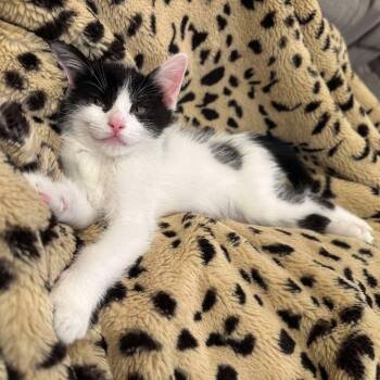 Rescue Domestic Short Hair Cats for Adoption in Eagle Mountain, Utah - Moo Boutsis | PetCurious