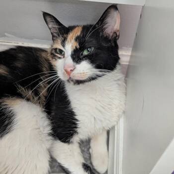 California -  Domestic Short Hair Cat for Adoption in Ashland, Virginia - California | PetCurious