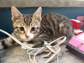 Domestic Short Hair Cats Available for Adoption - Chip | PetCurious
