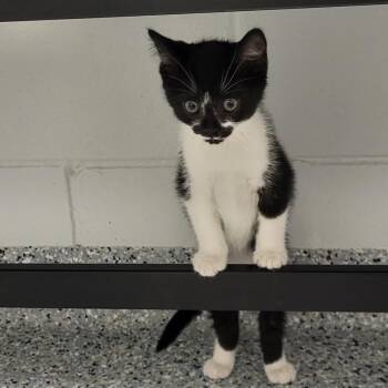 Surprise -  Domestic Short Hair Cat for Adoption in Dayton, Ohio - Surprise | PetCurious