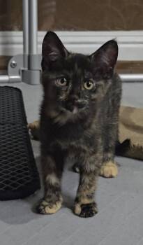 Clam -  Domestic Short Hair Cat for Adoption in San Jose, California - Clam | PetCurious