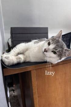 Domestic Short Hair Cats Available for Adoption in Washington Township, New Jersey - Izzy | PetCurious