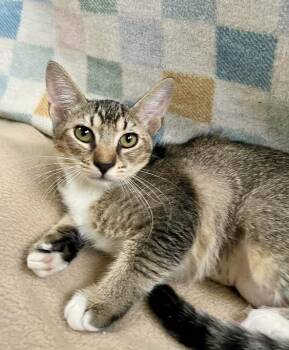 Artemis - Sweet brown ticked tabby -  Tabby Cat for Adoption in Gulfport, Mississippi - Artemis - Sweet Brown Ticked Tabby | PetCurious