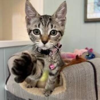 Kiki -  Domestic Short Hair Cat for Adoption in Sunrise, Florida - Kiki | PetCurious