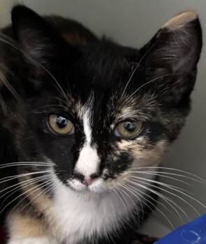 Purrlene 1113-26 -  Domestic Short Hair Cat for Adoption in Cumming, Georgia - Purrlene 1113-26 | PetCurious