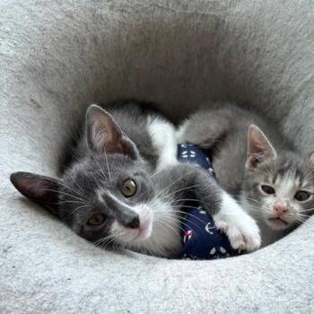 Domestic Short Hair Cats Available for Adoption in San Antonio, Texas - Vee | PetCurious