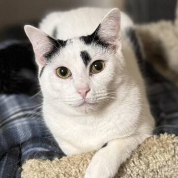 Weston -  Domestic Short Hair Cat for Adoption in Goshen, Indiana - Weston | PetCurious