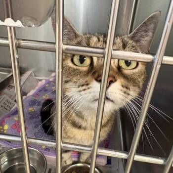 Xena -  Domestic Short Hair Cat for Adoption in Dekalb, Illinois - Xena | PetCurious