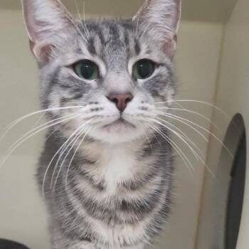 Stu B -  Domestic Short Hair Cat for Adoption in La Grange, Kentucky - Stu B | PetCurious