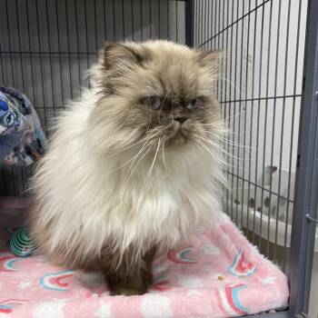 Himalayan Cats Available for Adoption - Fig | PetCurious
