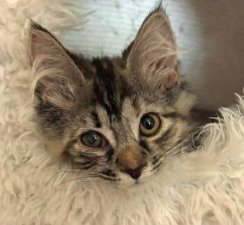 Juneau -  Domestic Long Hair Cat for Adoption in Morgantown, West Virginia - Juneau | PetCurious