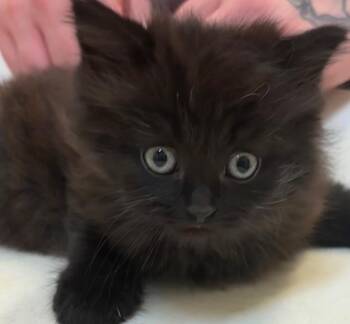 NICK -  Domestic Long Hair Cat for Adoption in Elizabethton, Tennessee - NICK | PetCurious
