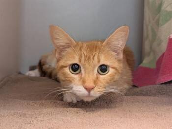 Domestic Short Hair Cats Available for Adoption in Salinas, California - CHARLI | PetCurious