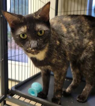5978 Lizzy B -  Domestic Short Hair Cat for Adoption in Hartwell, Georgia - 5978 Lizzy B | PetCurious
