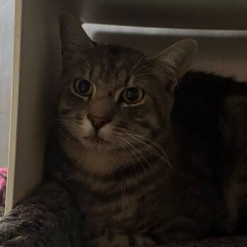 Kal -  Domestic Short Hair Cat for Adoption in Cedaredge, Colorado - Kal | PetCurious