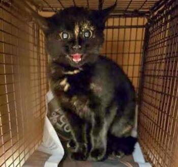 Domestic Short Hair Cats Available for Adoption - Sootsprite | PetCurious