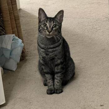 Domestic Short Hair Cats Available for Adoption - Maverick | PetCurious