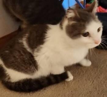 Angelique -  Domestic Short Hair Cat Available for Adoption in Verona, Wisconsin - Angelique | PetCurious
