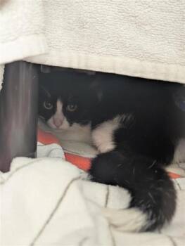 Rantanplan -  Domestic Short Hair Cat for Adoption in Montreal, Quebec - Rantanplan | PetCurious