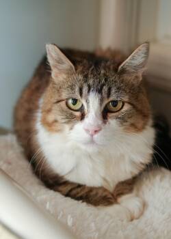 Norlene -  Domestic Short Hair Cat for Adoption in Boise, Idaho - Norlene | PetCurious