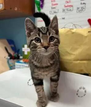 Ryder -  Domestic Short Hair Cat for Adoption in Dale City, Virginia - Ryder | PetCurious