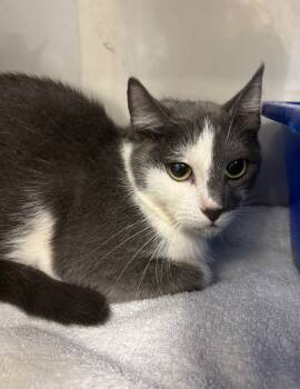 Rescue Domestic Short Hair Cats for Adoption in Liverpool, New York - Bat | PetCurious