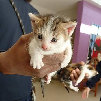 Domestic Short Hair Cats Available for Adoption - BASMATI | PetCurious