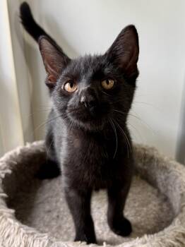 Twister -  Domestic Short Hair Cat for Adoption in Ashland, Ohio - Twister | PetCurious