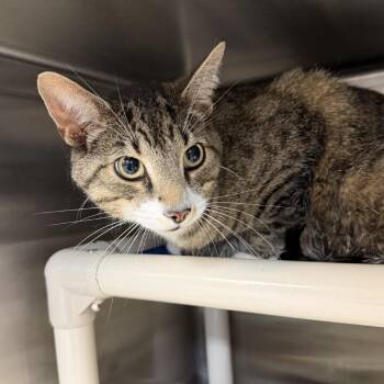 Pluto -  Domestic Short Hair Cat for Adoption in Indianapolis, Indiana - Pluto | PetCurious