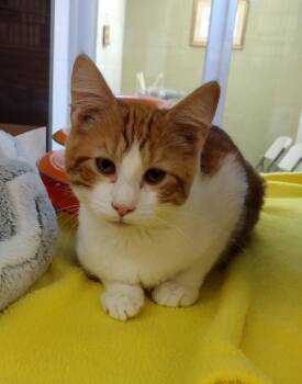 Rescue Domestic Short Hair Cats for Adoption in Pocatello, Idaho - Kirk 45533 | PetCurious