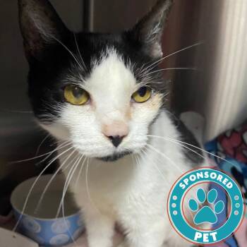 Luna -  Domestic Short Hair Cat for Adoption in Lakeland, Florida - Luna | PetCurious