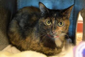GRACIE -  Domestic Short Hair Cat for Adoption in Colorado Springs, Colorado - GRACIE | PetCurious