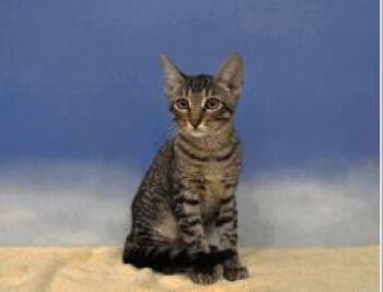 Hansel -  Domestic Short Hair Cat for Adoption in Largo, Florida - Hansel | PetCurious