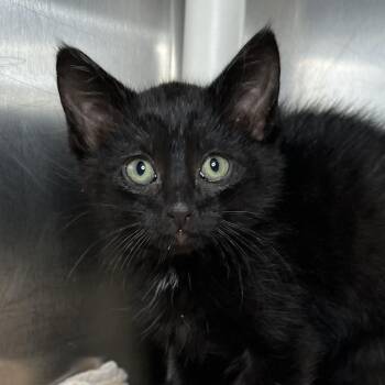 Domestic Medium Hair Cats Available for Adoption in Palm Springs, California - Matteo | PetCurious