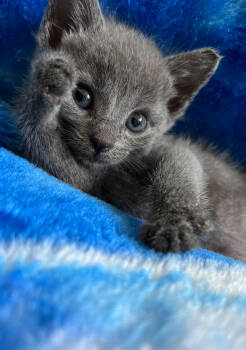 Rescue Domestic Medium Hair Cats for Adoption in Homer Glen, Illinois - Stormie | PetCurious