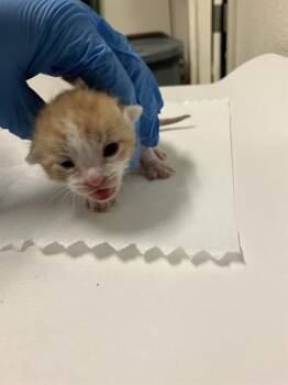TANGERINE -  Domestic Short Hair Cat for Adoption in Long Beach, California - TANGERINE | PetCurious