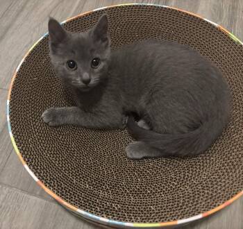 Mimi -  Domestic Short Hair Cat for Adoption in Fort Worth, Texas - Mimi | PetCurious