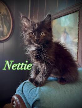 Domestic Long Hair Cats Available for Adoption in Avoca, Pennsylvania - Nettie | PetCurious