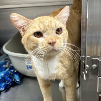 Chef Boyardee -  Domestic Short Hair Cat for Adoption in Naperville, Illinois - Chef Boyardee | PetCurious