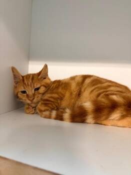 Cheddar -  Domestic Short Hair Cat for Adoption in Huntington, Indiana - Cheddar | PetCurious