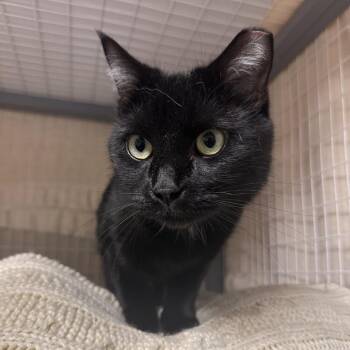 Domestic Short Hair Cats Available for Adoption - Luna | PetCurious