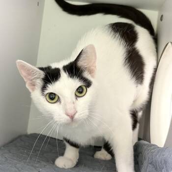 Salmon -  Domestic Short Hair Cat for Adoption in Tyler, Texas - Salmon | PetCurious